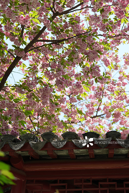 北京 春天 长富宫饭店 八重樱 染井吉野 樱花图片素材