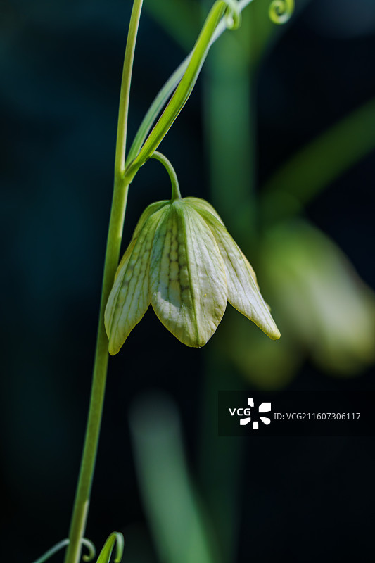 浙贝母的花图片素材