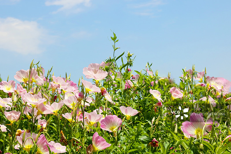 蓝色天空下粉红色开花植物的低角度视图图片素材