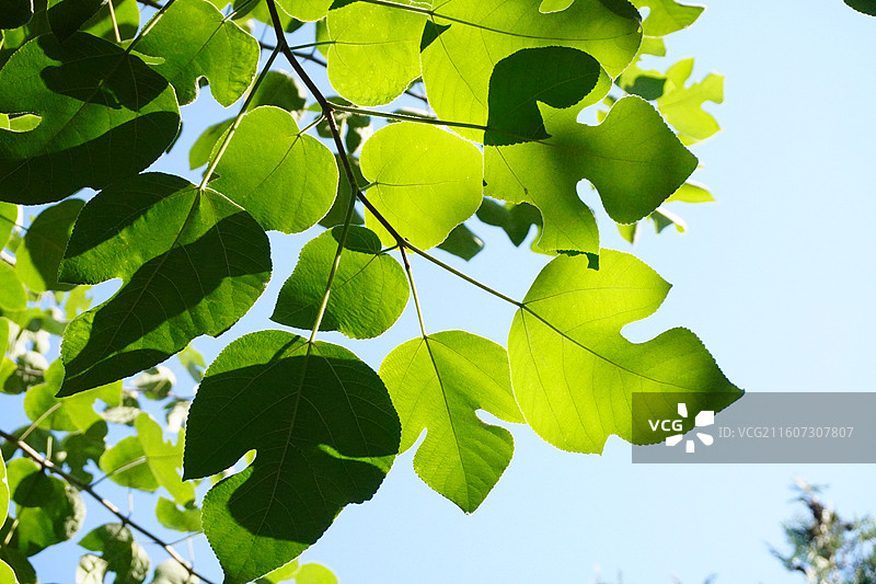 构树叶子逆光特写图片素材