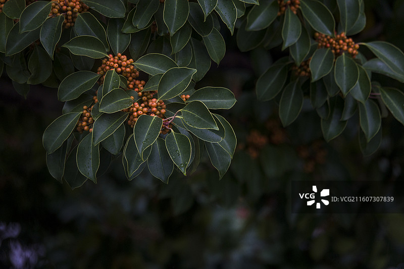 铁东青树和橙色的果子图片素材