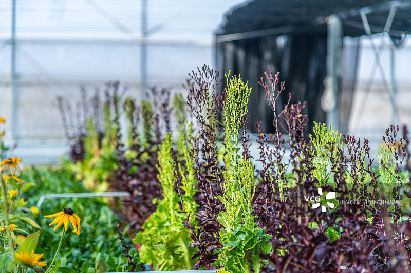 新疆 乌鲁木齐 米东区  育苗工厂 温室大棚图片素材