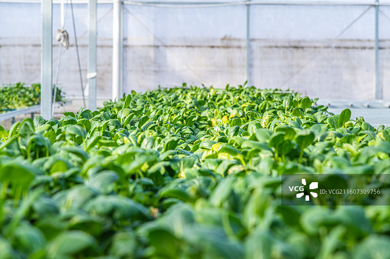 新疆 乌鲁木齐 米东区  育苗工厂 温室大棚图片素材