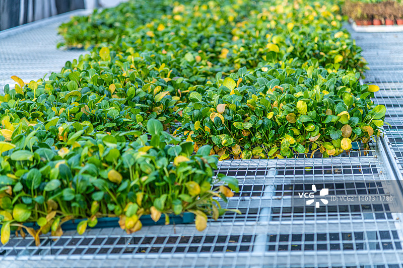 新疆 乌鲁木齐 米东区  育苗工厂 温室大棚图片素材