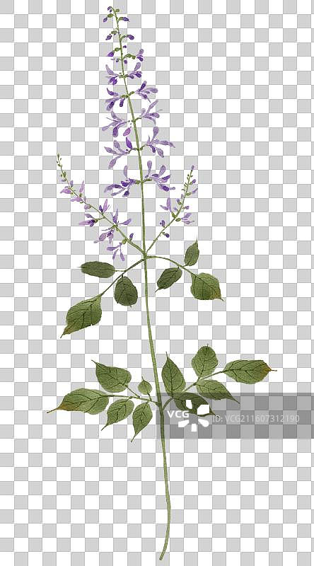 水彩草药插画丹参图片素材