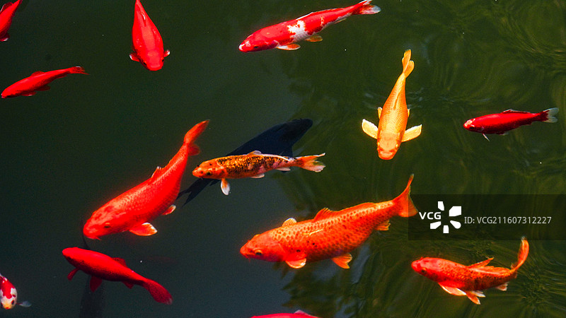 国家植物园秋色怡人图片素材
