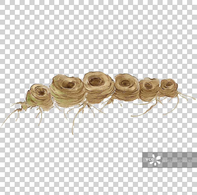 水彩草药插画黄精图片素材