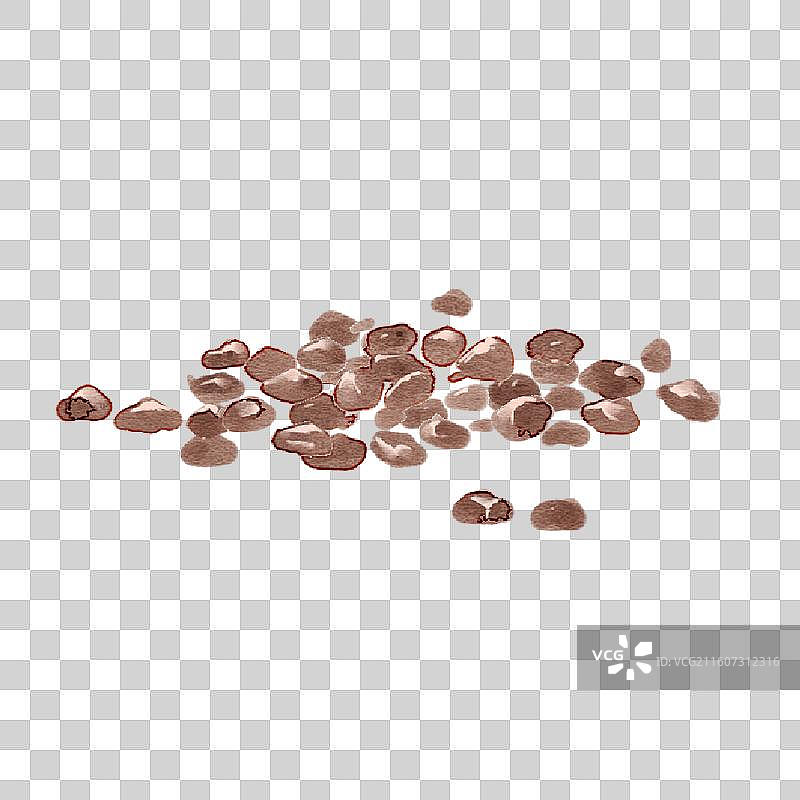 水彩草药插画决明子图片素材