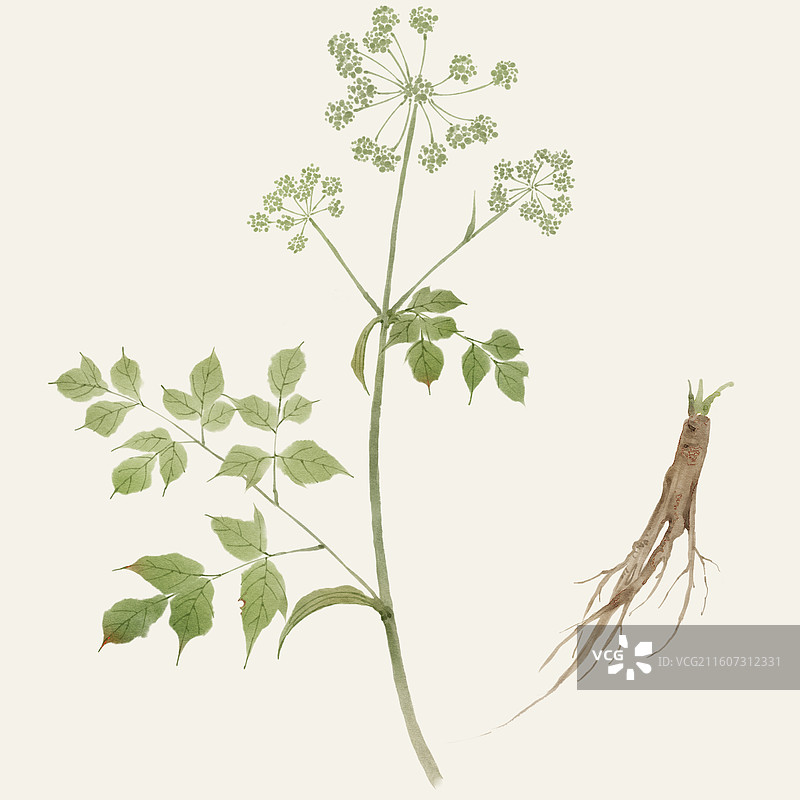 水彩草药插画当归图片素材