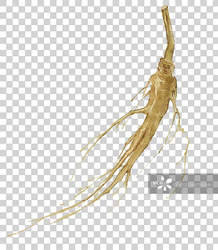 水彩草药插画三七图片素材