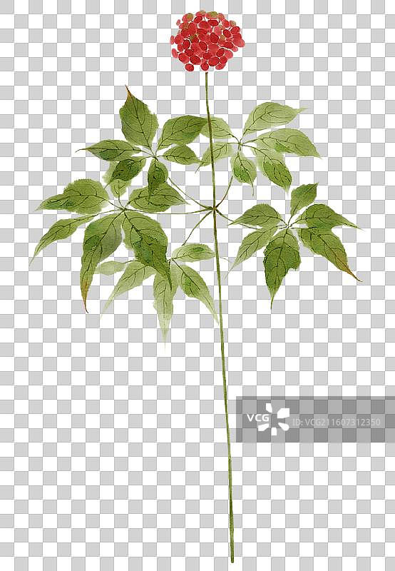 水彩草药插画三七图片素材