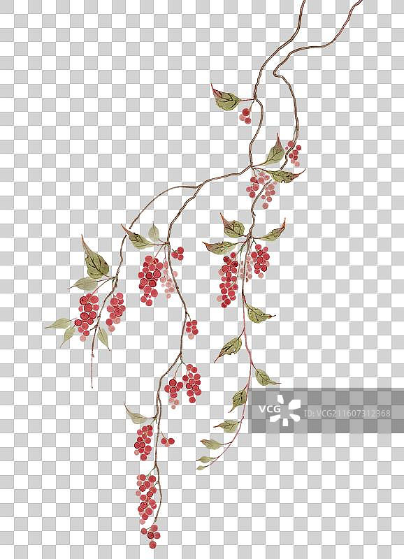 水彩草药插画五味子图片素材