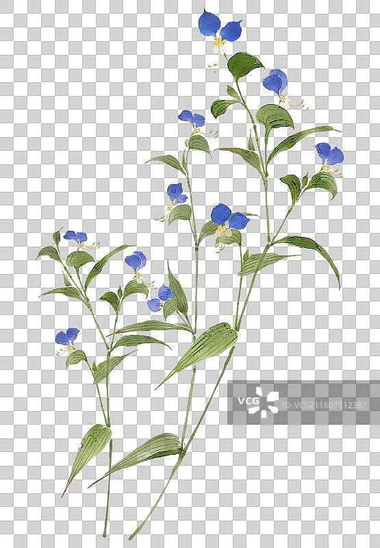 水彩草药插画鸭跖草图片素材