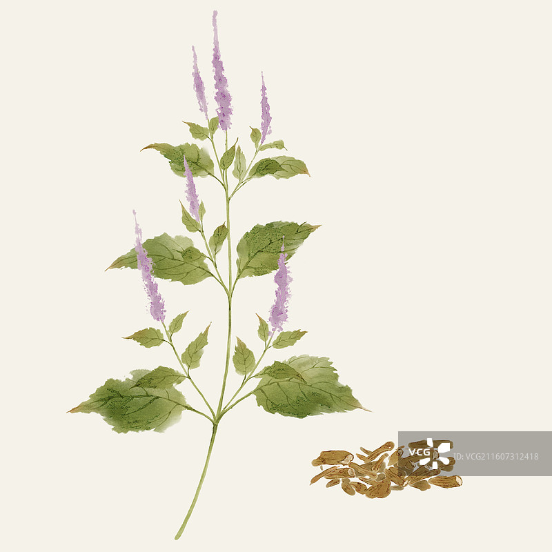 水彩草药插画藿香图片素材