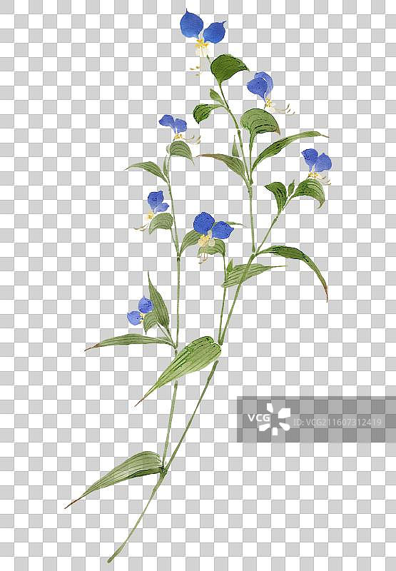 水彩草药插画鸭跖草图片素材