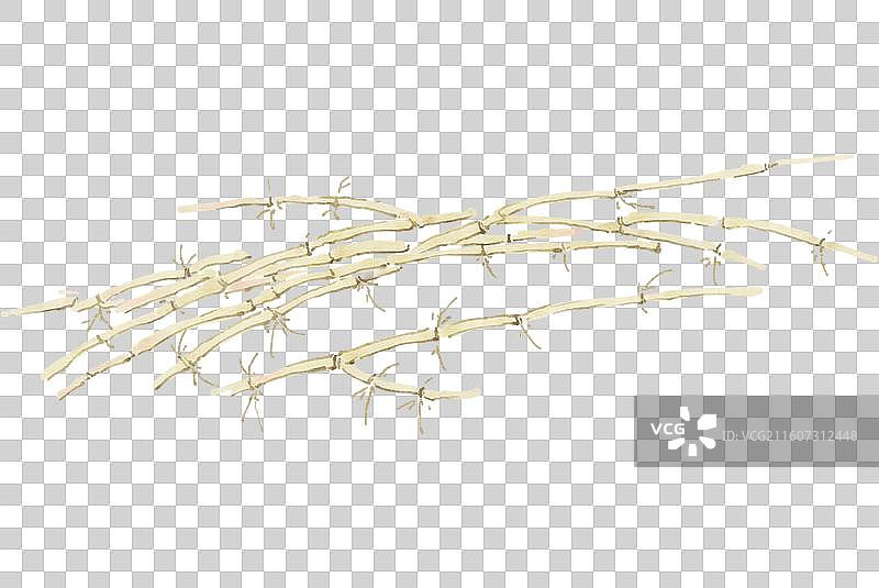 水彩草药插画鱼腥草图片素材