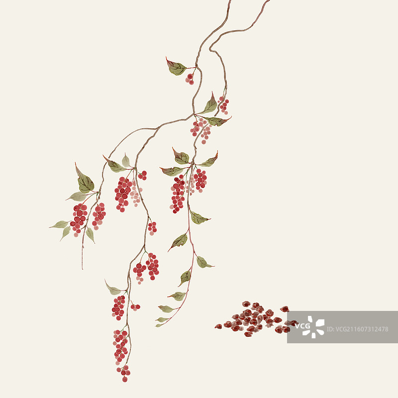 水彩草药插画五味子图片素材