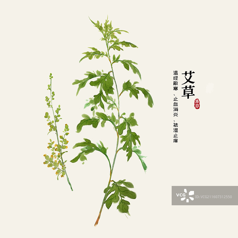 水彩中草药插画艾草图片素材