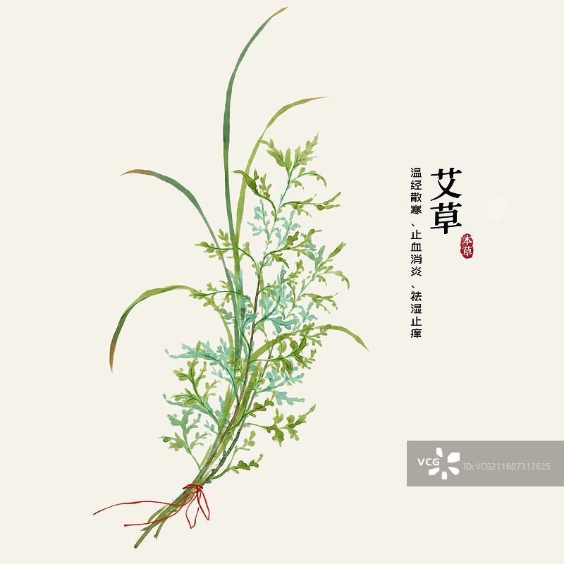水彩中草药插画艾草图片素材