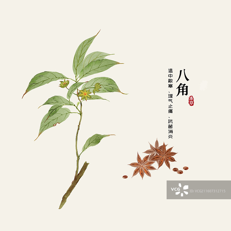 水彩中草药插画八角图片素材