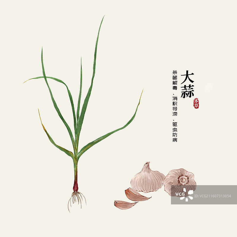 水彩中草药插画大蒜图片素材