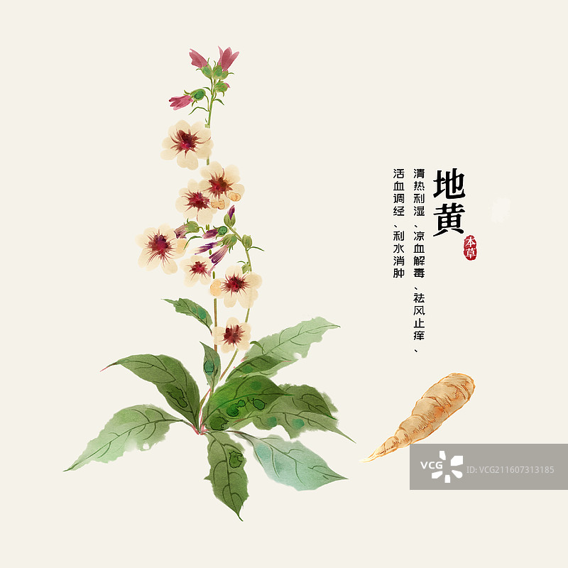 水彩中草药插画地黄图片素材