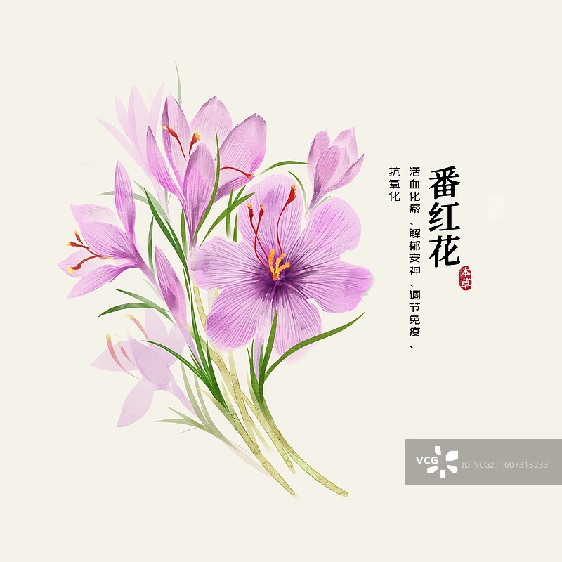水彩中草药插画番红花图片素材