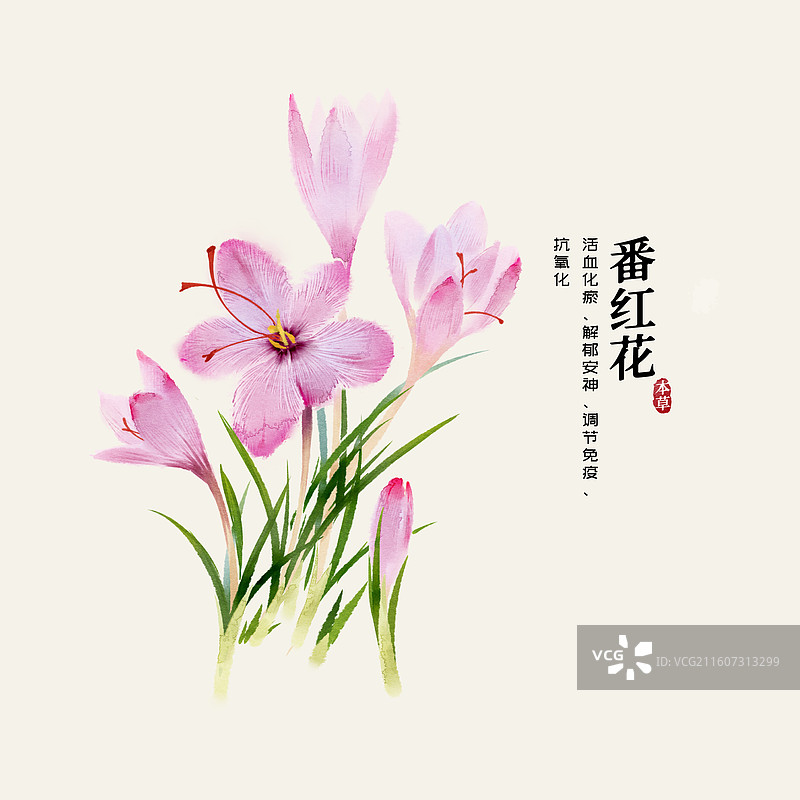 水彩中草药插画番红花图片素材