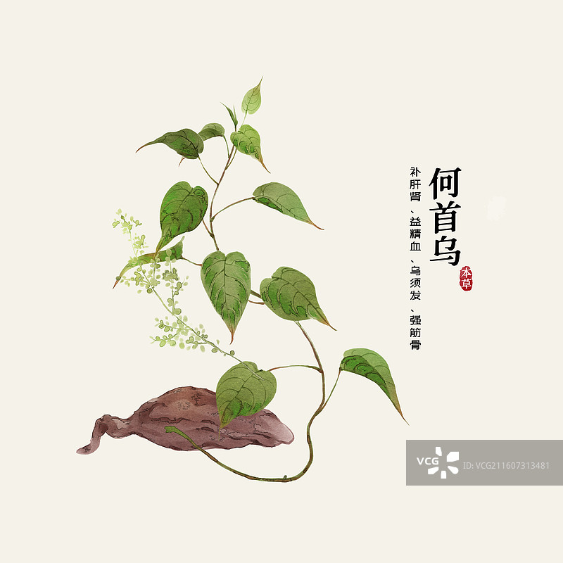 水彩中草药插画何首乌图片素材