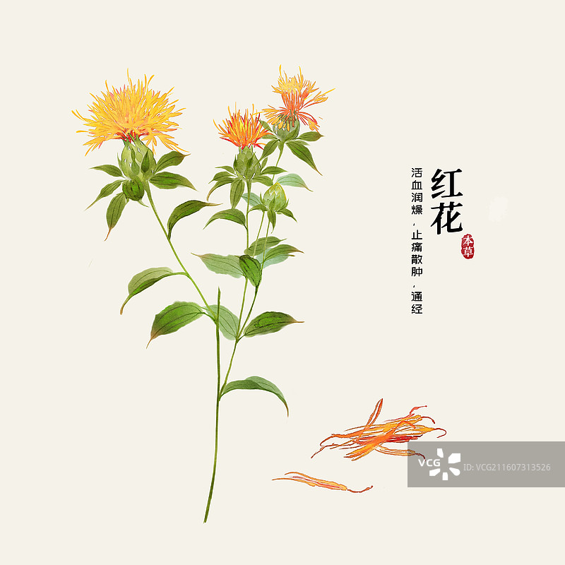 水彩中草药插画红花图片素材
