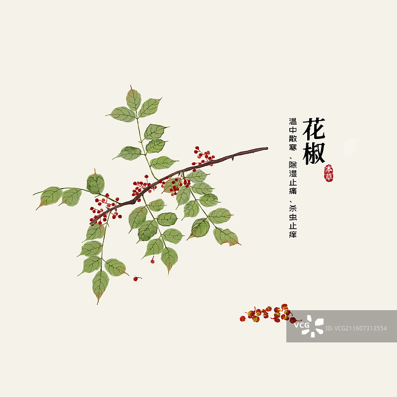 水彩中草药插画花椒图片素材
