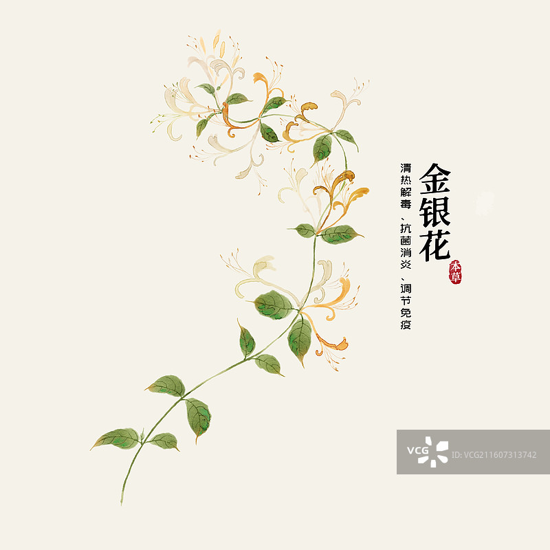水彩中草药插画金银花图片素材