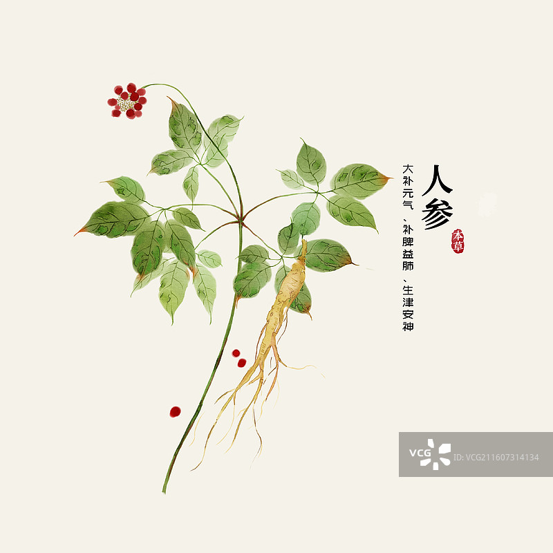 水彩中草药插画人参图片素材