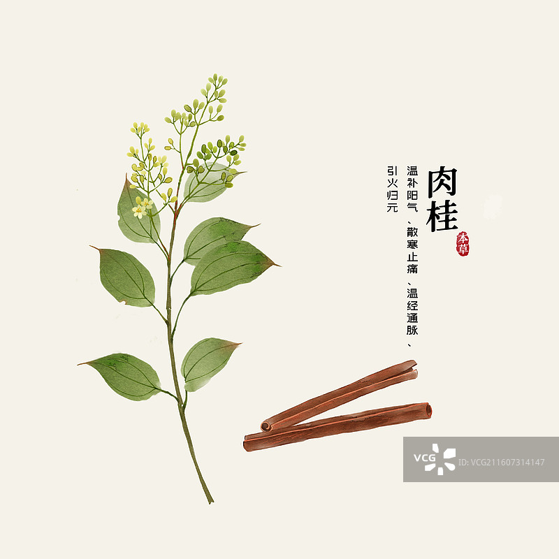 水彩中草药插画肉桂图片素材