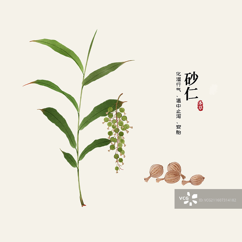 水彩中草药插画砂仁图片素材