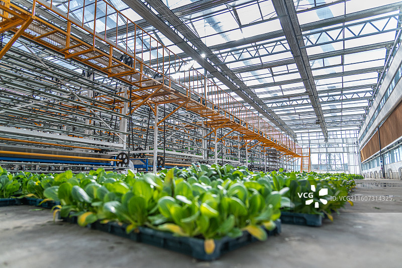 新疆 乌鲁木齐 米东区  育苗工厂 温室大棚图片素材