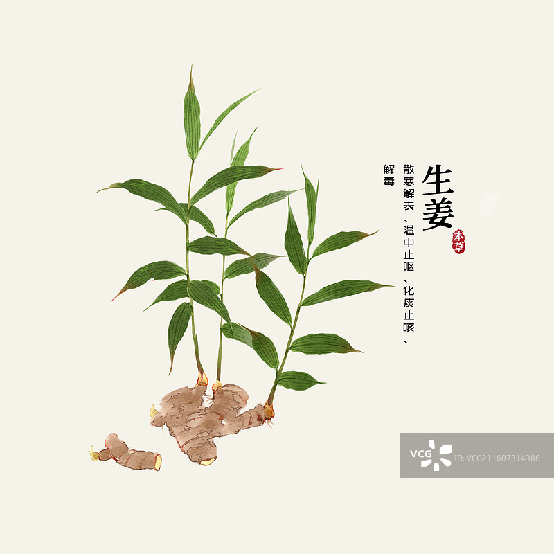 水彩中草药插画生姜图片素材