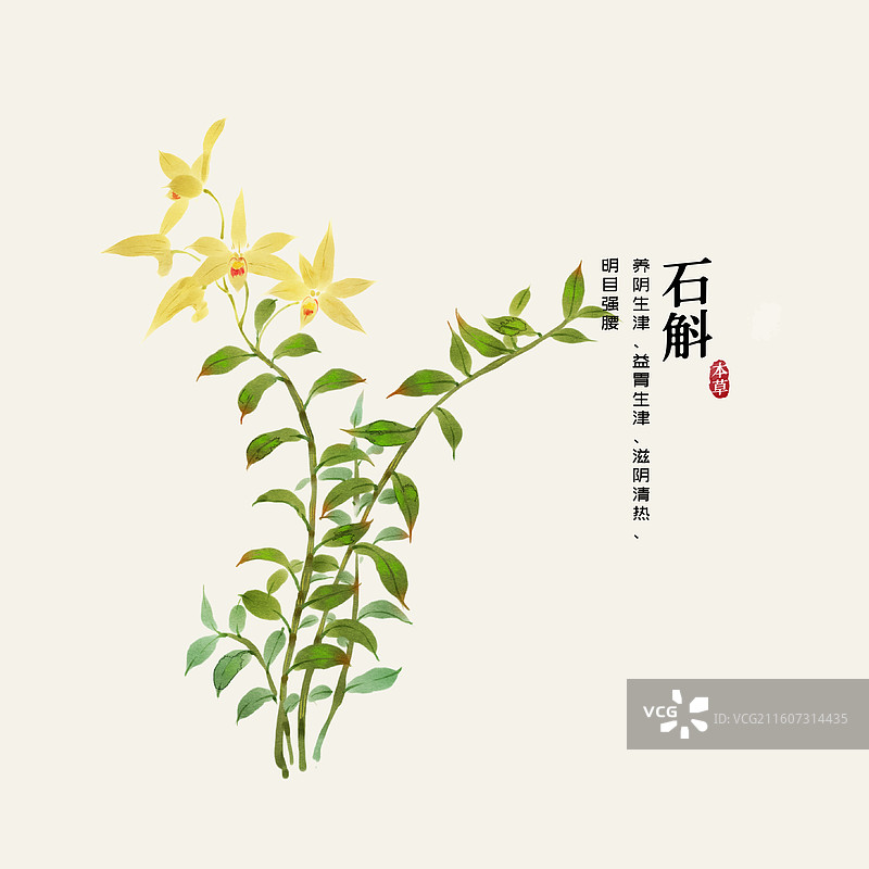 水彩中草药插画石斛图片素材