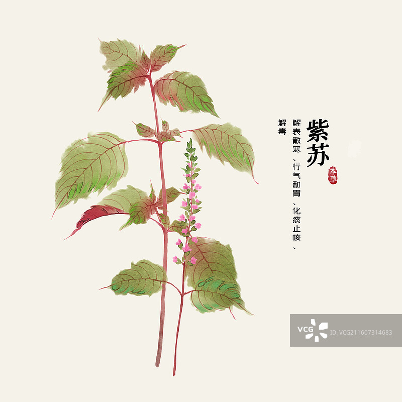 水彩中草药插画紫苏图片素材