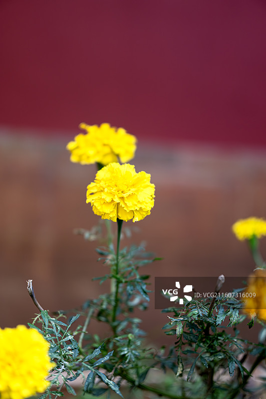 昆明法定寺内的花朵 孔雀草图片素材