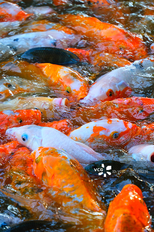 中国野生动物野外动物拍摄主题，鱼池鱼塘里五颜六色的锦鲤正在觅食，户外白昼无人图像摄影图片素材
