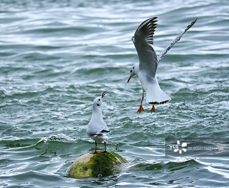 《海上的对话·两只互动的海鸥》水浪拍击苔石，一鸥栖石翘首，一鸥振翅凌空，喙尖相向如诉如语。画面灵动图片素材