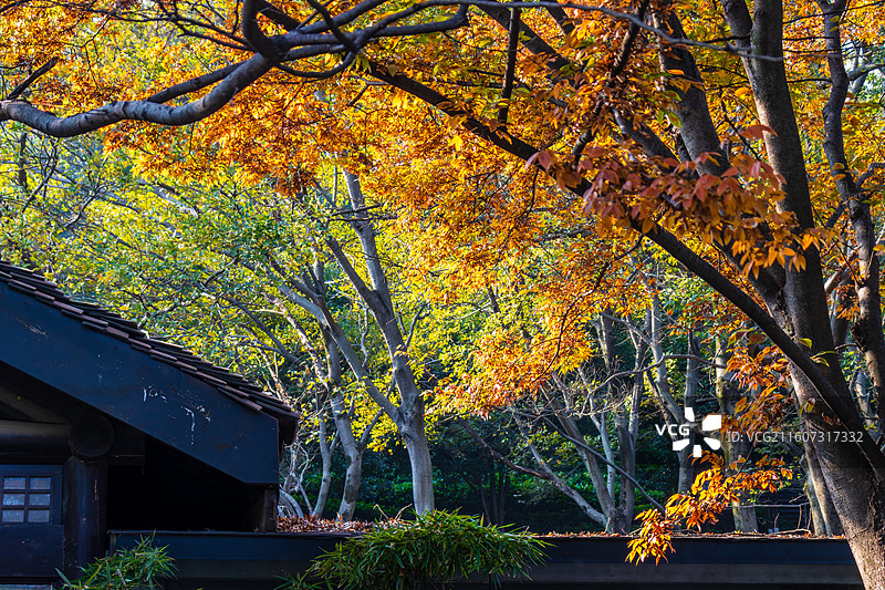 秋-溧阳天目湖山水园风光图片素材