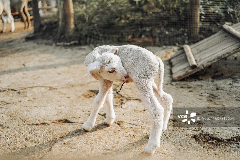 小羊羔，羊子，小绵羊，幼仔，刚出生，小羊，绵羊，羊子，山羊，成都麓湖小岛动物农场，野生动物，家畜图片素材