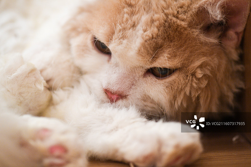 赏猫猫图片素材