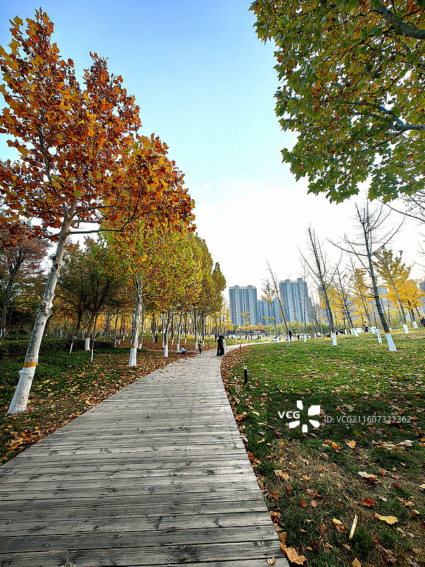 秋韵（河南新乡定国湖）图片素材