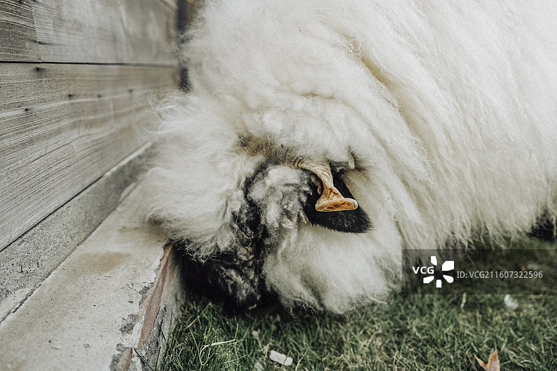 瓦莱黑鼻羊，黑鼻羊，绵羊，羊子，小羊肖恩，野生动物，家畜，动物，萌宠，宠物，哺乳动物，家养，农村图片素材