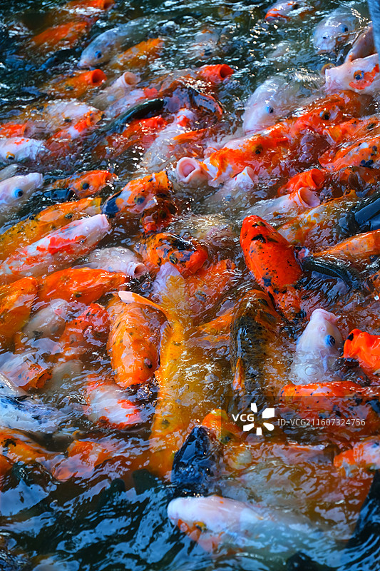 中国野生动物野外动物拍摄主题，鱼池鱼塘里五颜六色的锦鲤正在觅食，户外白昼无人图像摄影图片素材