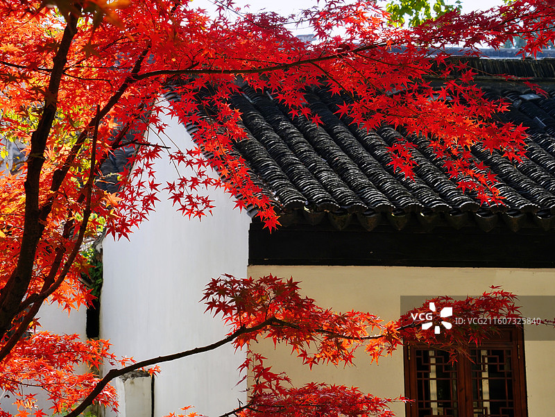 苏州观前街枫叶图片素材