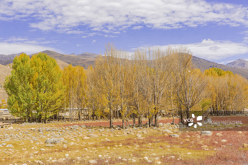 四川稻城县桑堆红草滩湿地公园，红草，蓝天图片素材